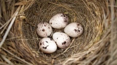 Риболов пух и птица јајца